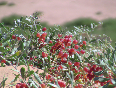 沙漠樱桃——白刺 